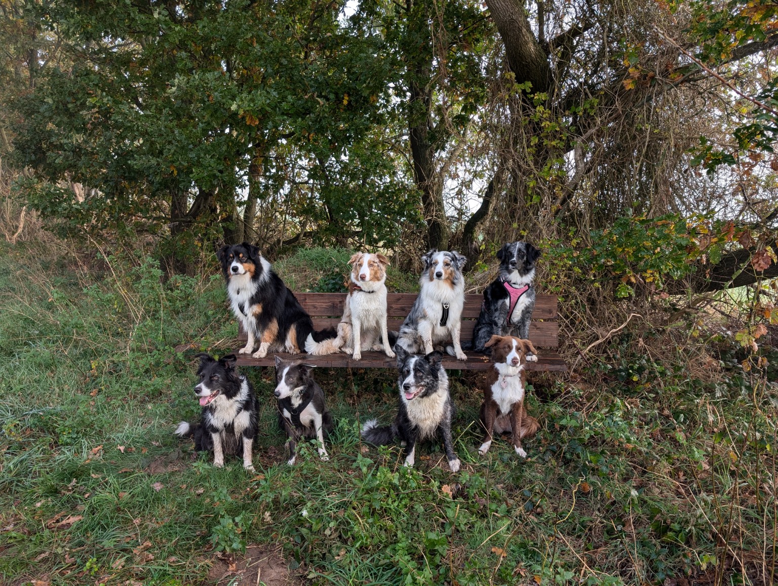 Hütehunde auf einer Bank im Grünen